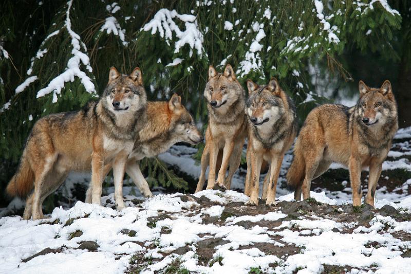 Bayerwald Tierpark_15.jpg